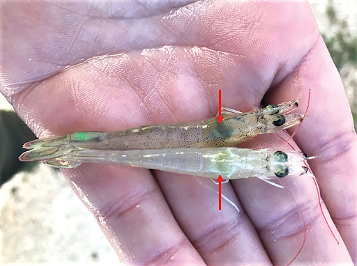 Bệnh gan tụy khiến tôm kém phát triển và dễ bị chết.